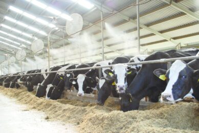 Optimal ruminant performance during exposure to mycotoxins