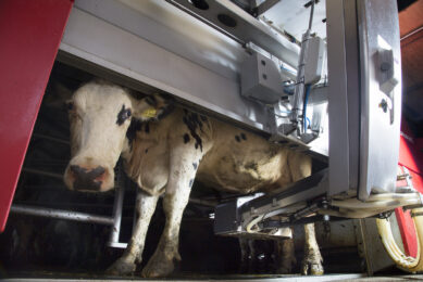 Milking automation is gaining popularity