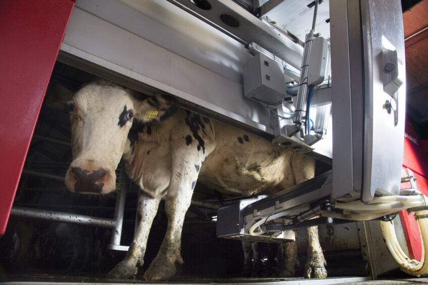 Milking automation is gaining popularity