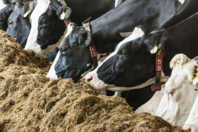 German dairy farm still blocked due to furazolidone
