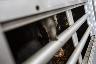 Photo Report: Plane full of heifers to Oman