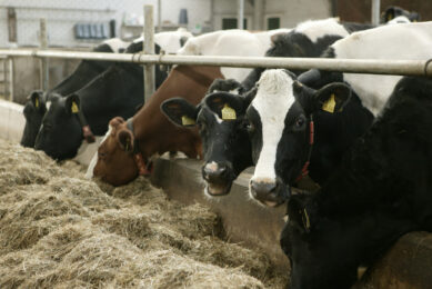 Rabobank forecasts low dairy prices for next 12 months