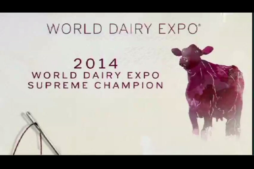 Goldwyn daughters rule 2014 international Holstein show