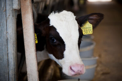 Livability calves of dairy heifers