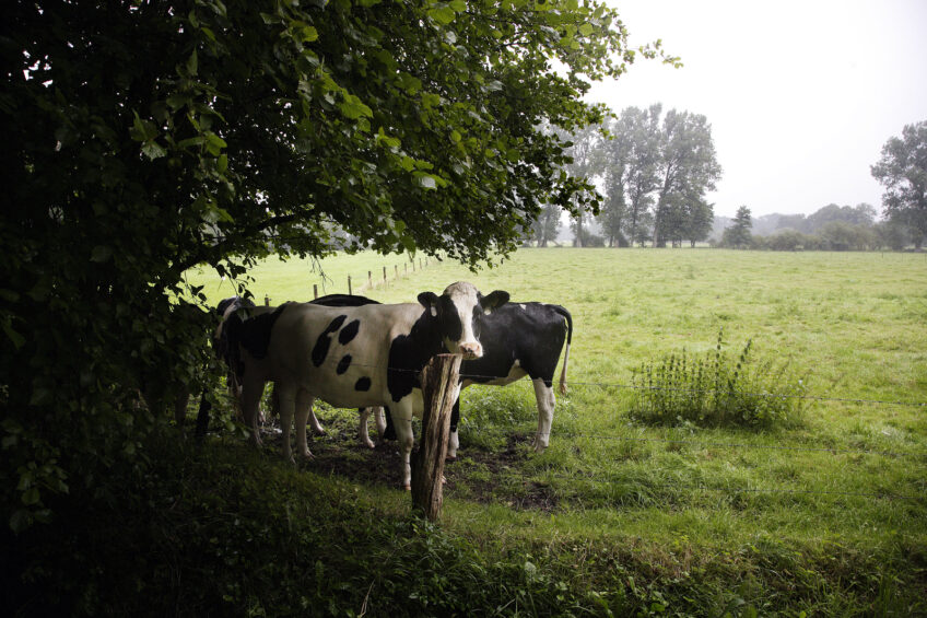 Act early to reduce dairy cow heat stress