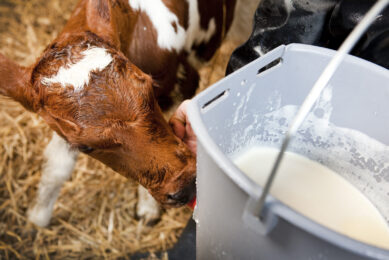 Bacteria counts too high in refridgerated colostrum