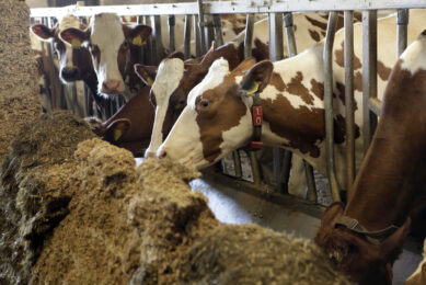 Mycotoxins in dairy – an underestimated problem