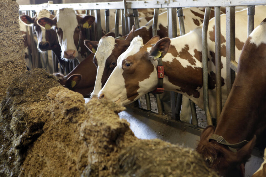 Mycotoxins in dairy – an underestimated problem