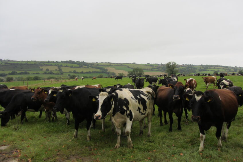Huge ambitions for Ireland’s dairy sector