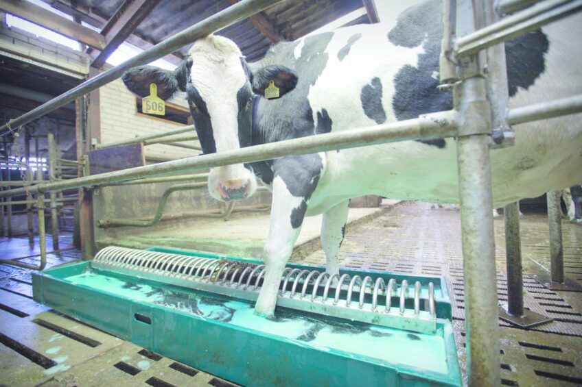 Labour-friendly hoof care for dairy cattle