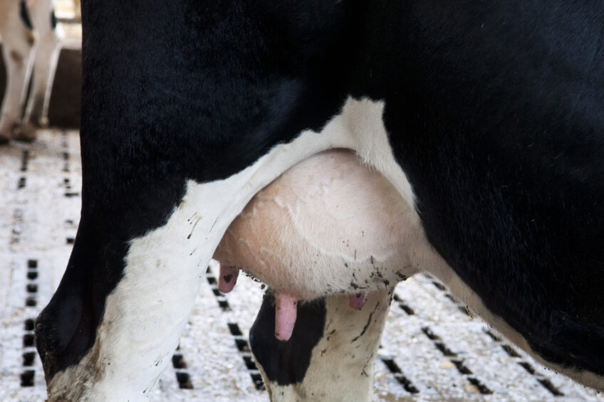 EU ready for end of dairy quota