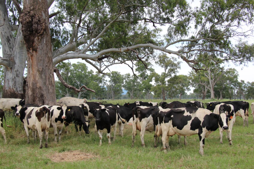Maximising profit from pasture management