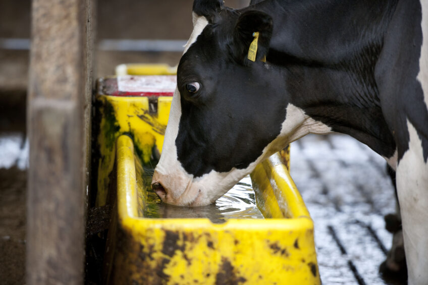 Heat stress: an increasing risk for European cows