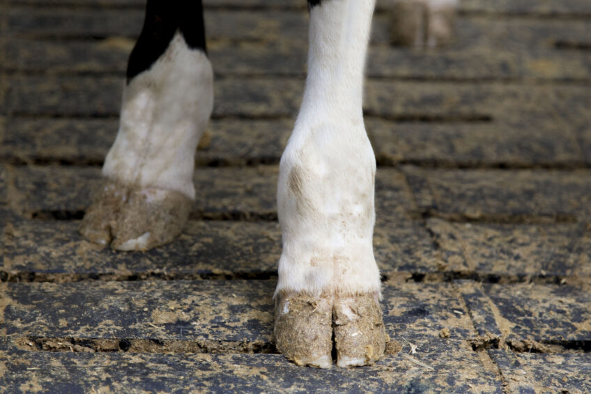 Can breeding improve hoof health?