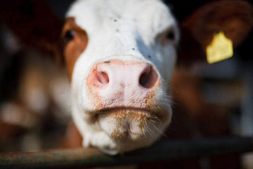 Feeding protein to dairy cows: not as simple as it seems!