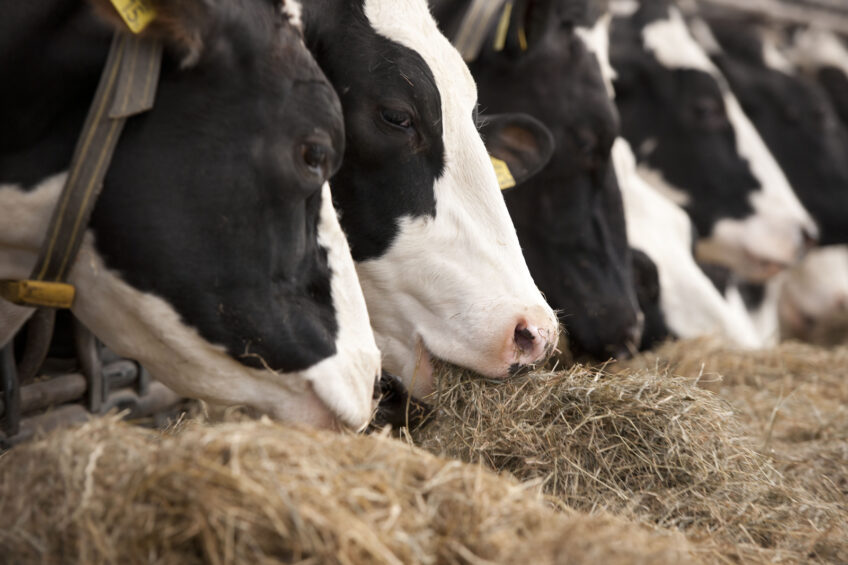 Amino acid nutrition key for dairy cows