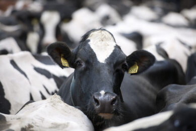 EU dairy deliveries are expected to be 1% higher than 2014