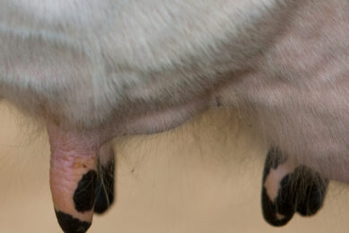 Mastitis control starts with a healthy udder