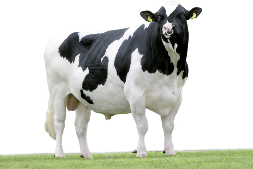 Young Farmer Milking Cows