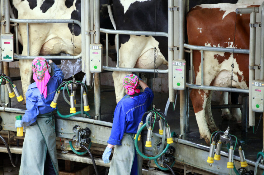 “Russian ban good for Russian dairy market”
