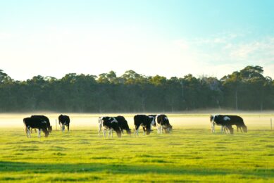 Australia to welcome UK and Irish dairy farmers