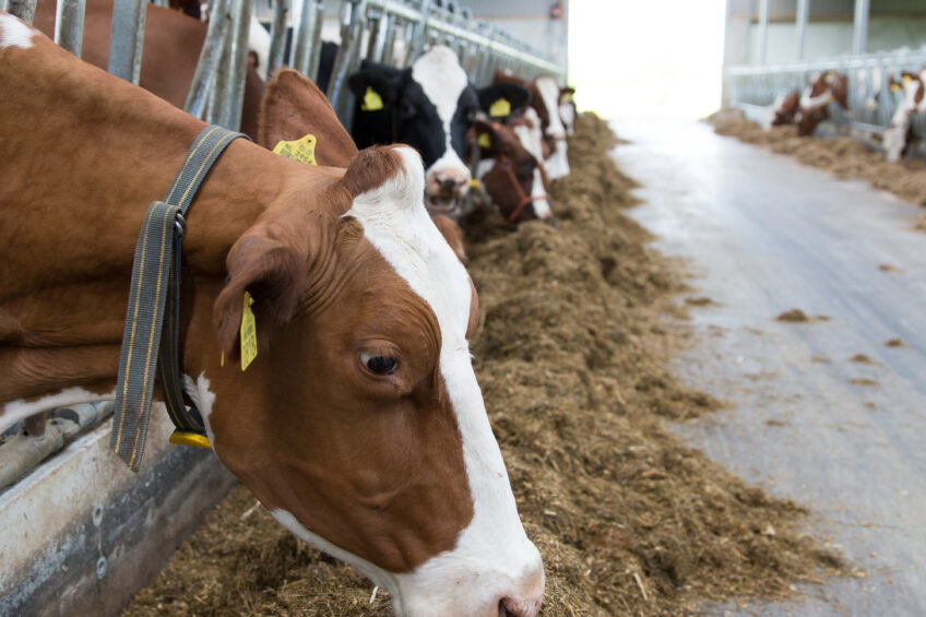 Finding cows in the stable made easy