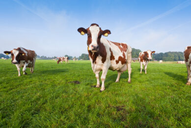 French milk production below milk quota