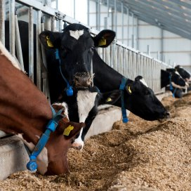 GDF congress 2017 takes place in Indonesia - Dairy Global GDF congress 2017 takes place in Indonesia - Dairy Global