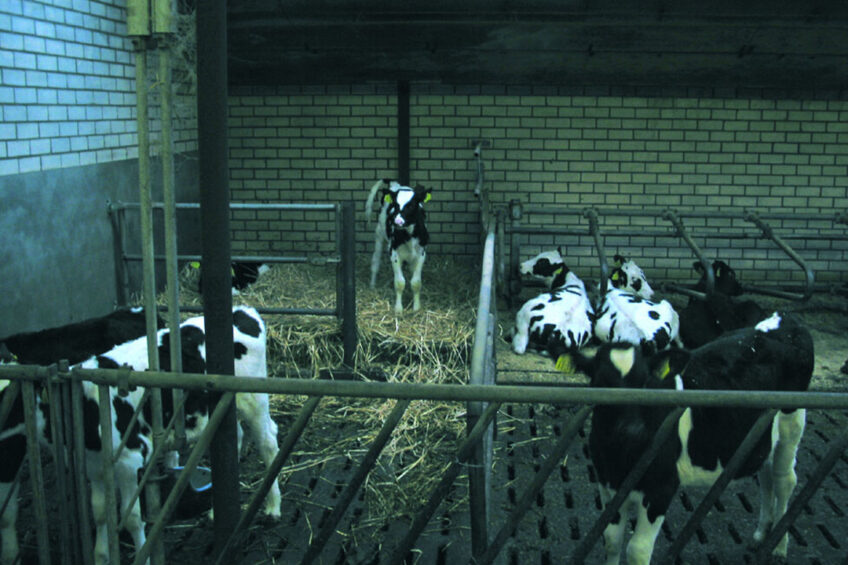 Here is one way of achieving a gradual changeover from a straw pen to a slatted floor. When the calf is about 6 months old, the hooves can withstand a concrete floor and the animal can withstand cold cubicles. Photo: Jan Hulsen