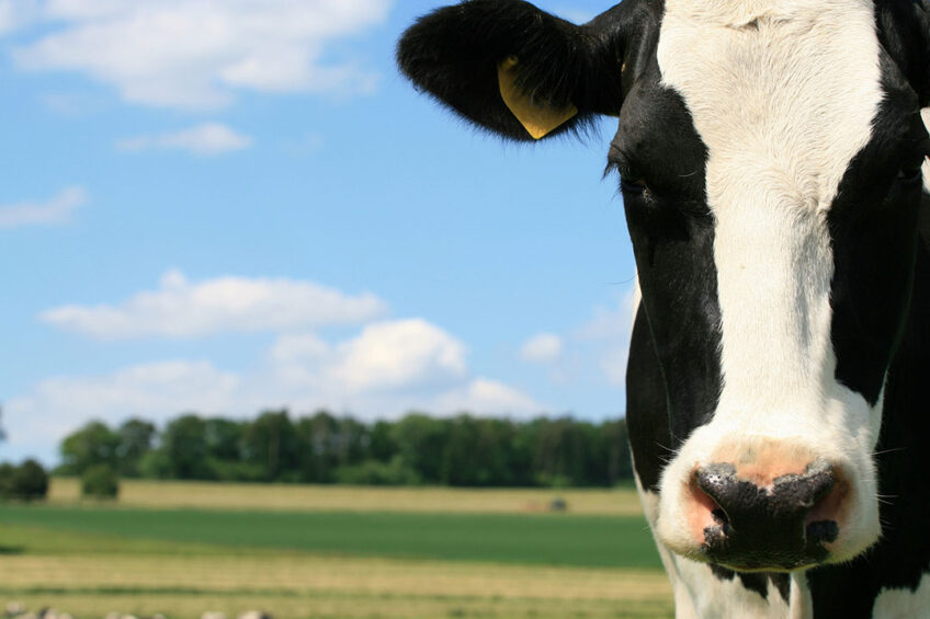 QGG project manager, Coralia Manzanilla Pech says, “If we want to reduce methane emissions in dairy cattle, it is time to start taking action, for instance like finding the way of including methane in the breeding goal or in an efficiency index.” Photo: Dreamstime