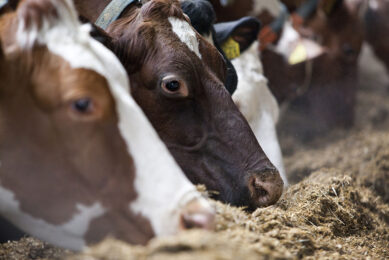 The new rules are likely to spur Russian demand for feed additives curbing greenhouse emissions. Photo: Jan Willem Schouten