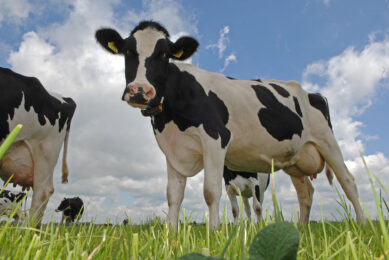 Multidisciplinary approach for dairy cow longevity