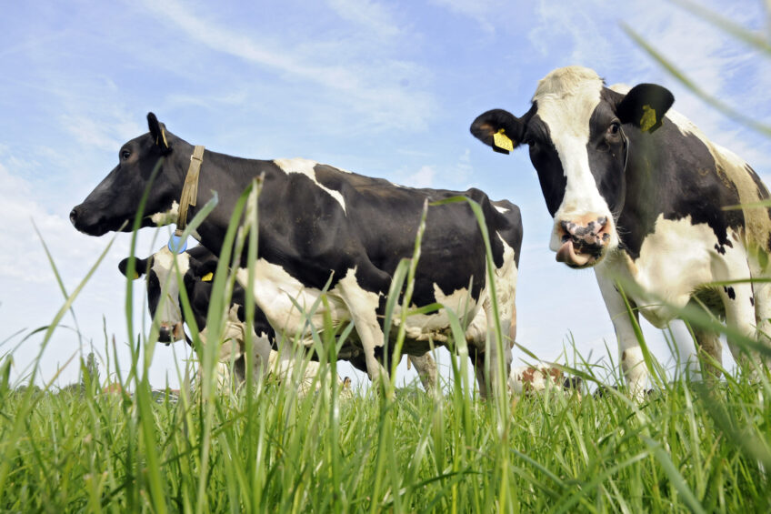 NZ dairy industry continues to dominate through growth