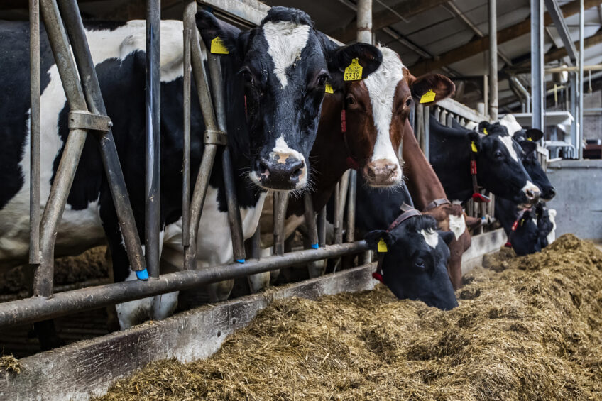 Because they are reliable, promote excellent cow care and allow farmers to do other farm or off-farm work instead of milking, it s expected that use of robotic milkers will continue to grow on farms in the developed world in 2021 and beyond. Photo: Ronald Hissink
