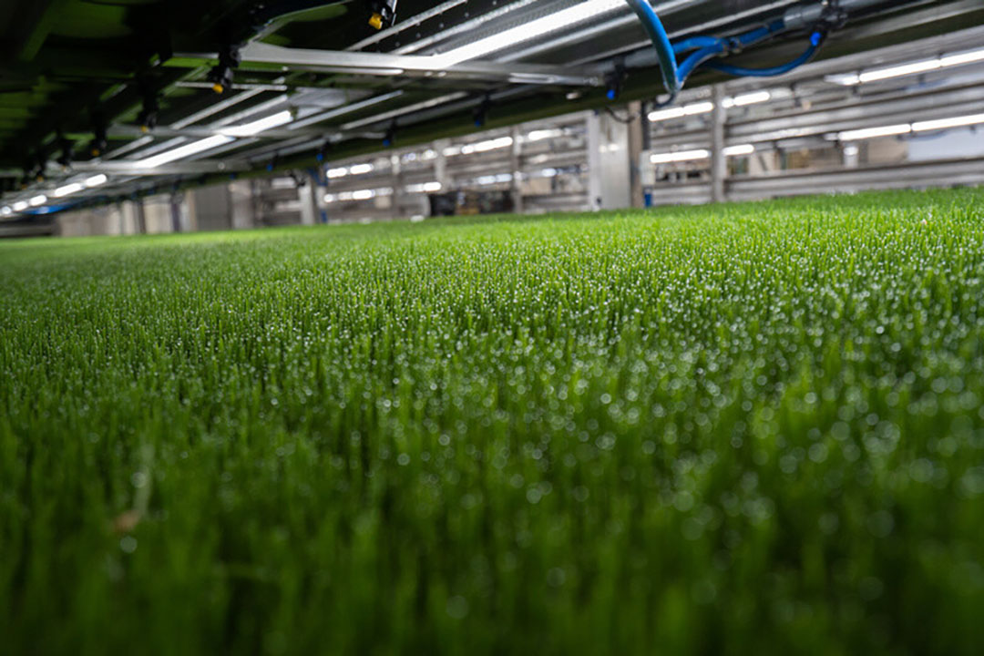 HydroGreen feed. Photo: CubicFarm