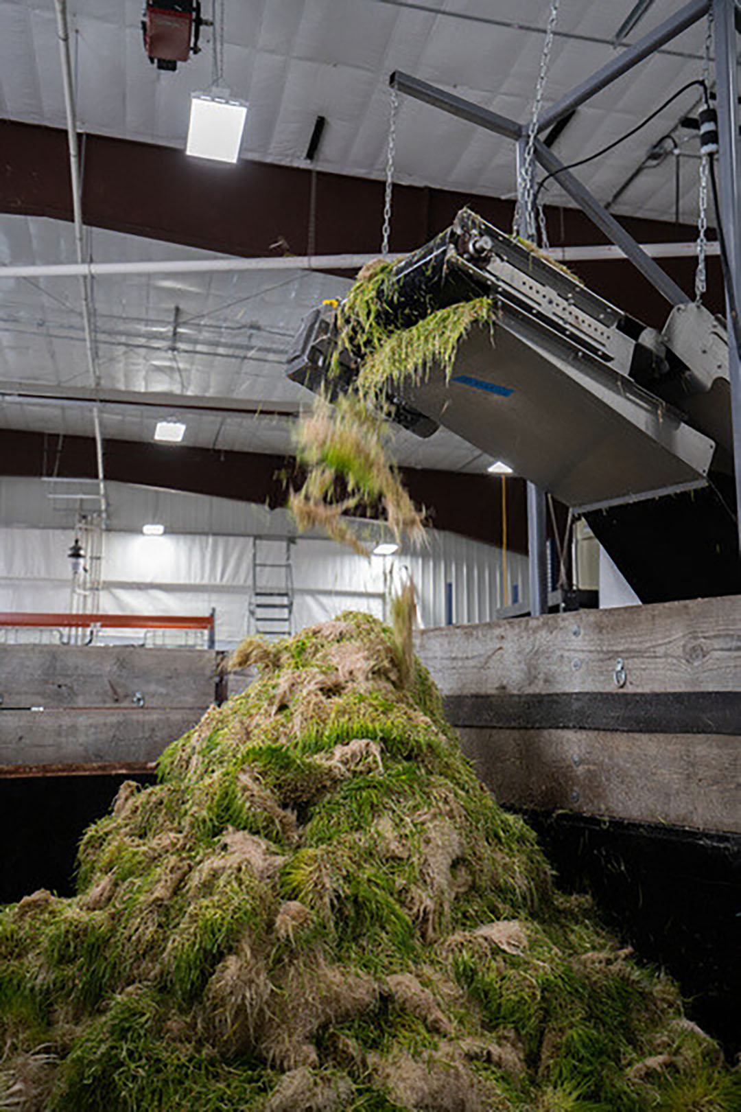 The percentage of the ration that can be met with fresh HydroGreen feed is at least 15% for dairy cattle. Photo: CubicFarm