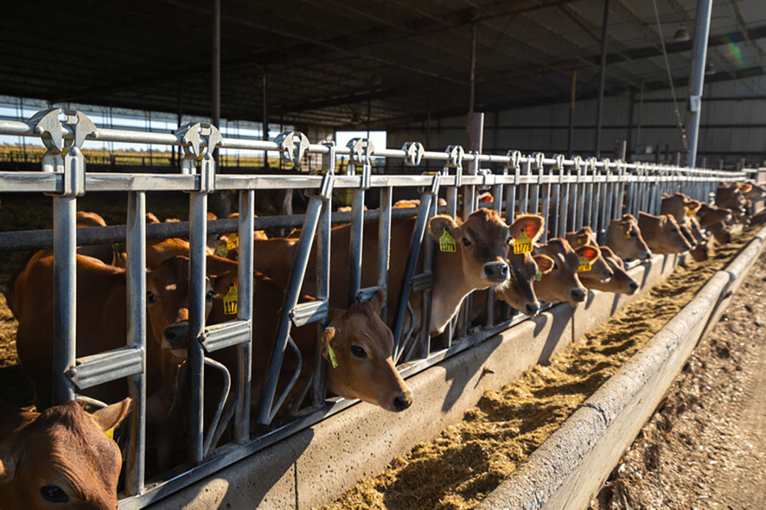 Cows eating HydroGreen. Once ready for harvest, the sprouted wheat or barley rolls off an automated belt like a carpet and is shredded, ready to add to the cattle ration. Photo: CubicFarm