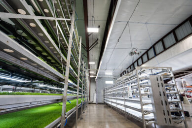 Cultivation in the HydroGreen grow system is very simple to manage, with automated seeding, watering and harvesting. No fertiliser is required. Photo: CubicFarm