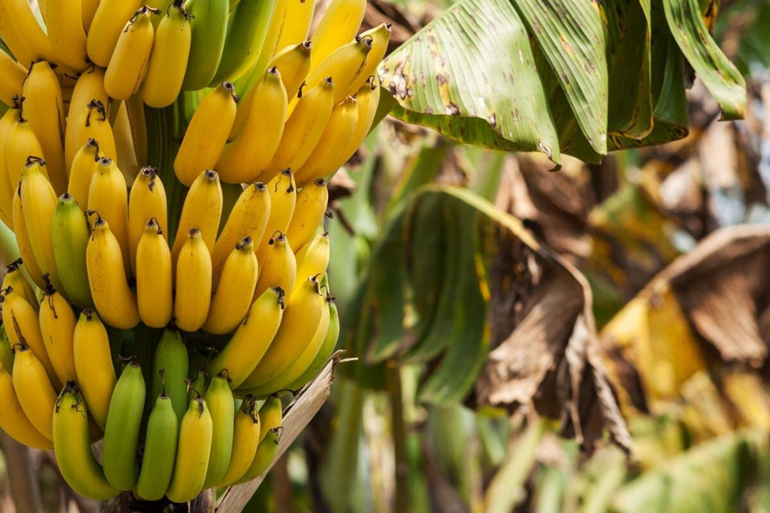 Can Birds Eat Bananas? Plus Health Benefits and More!