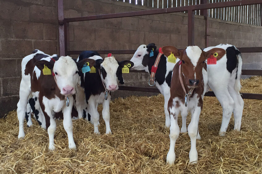 Young Farmer Milking Cows