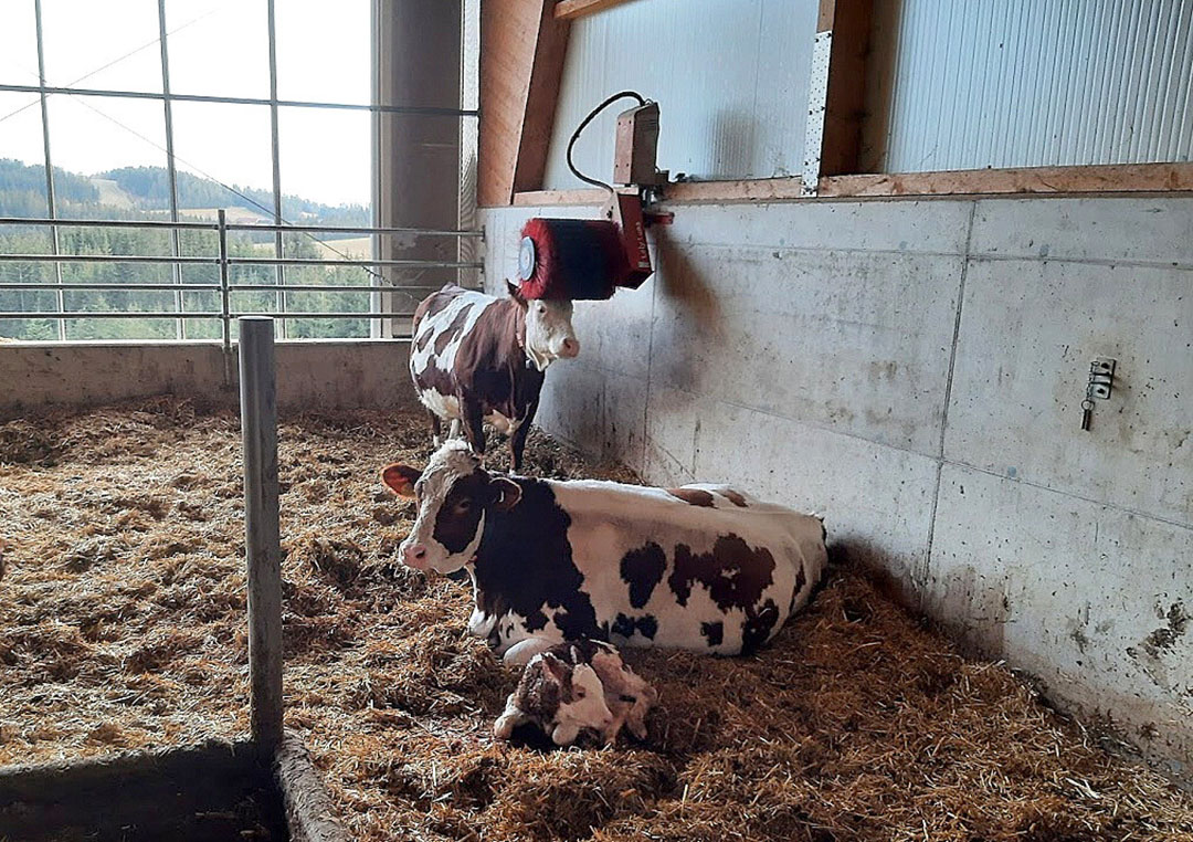 Cows are split into different groups to manage and feed separately. Photo: Chris McCullough