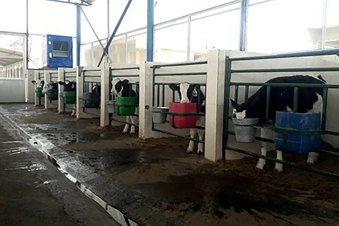 Fermented soybean meal improves growth performance and starter intake of Holstein calves. Photo Rasoul Kowsar