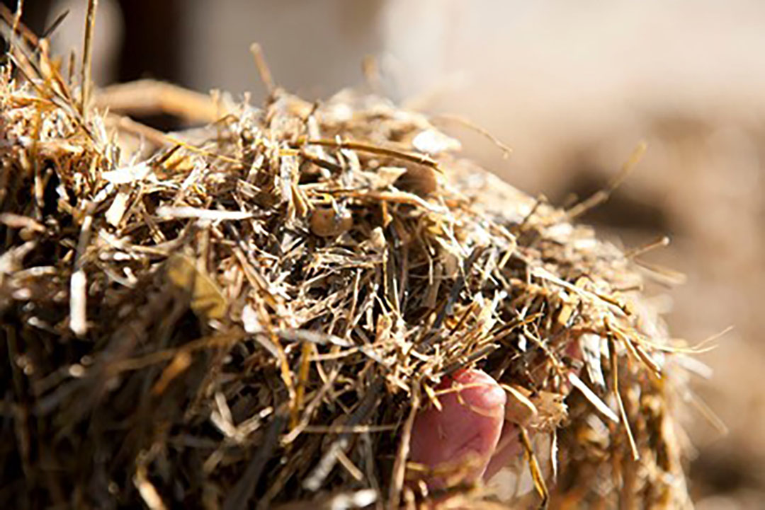 Chopped oat hay improves rumen fermentation and growth performance. Photo: Mark Pasveer