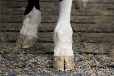 Face recognition helping prevent lameness Photo: Koos Groenewold