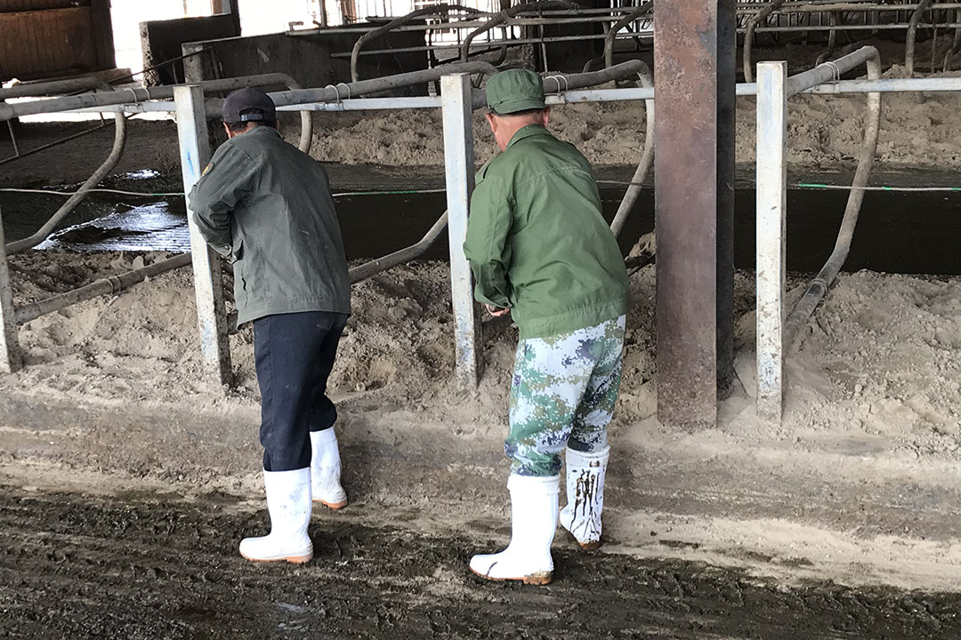Leveling of sand in cubicles is key to comfortable surroundings for the cows. Photo: CDMTCC