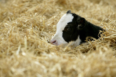 Dry and soft bedding for small calves helps them cope with a colder environment. Photo: CDMTCC