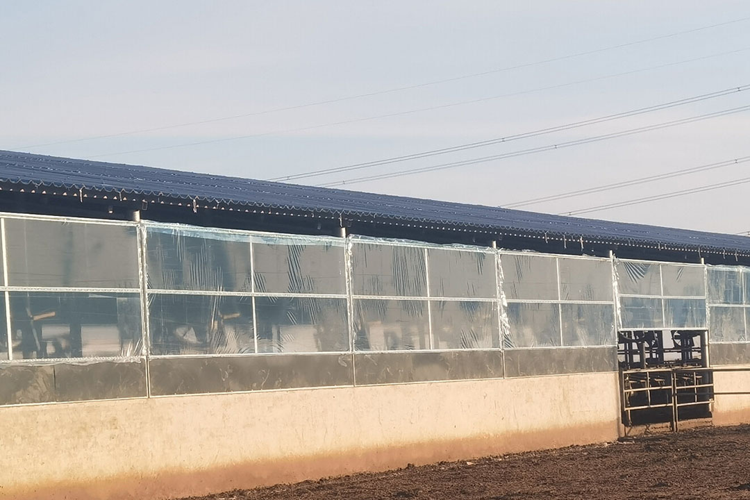 Open dairy barns can easily be temporarily closed off by a cheap plastic film, although it is important to ensure sufficient ventilation. Photo: CDMTCC