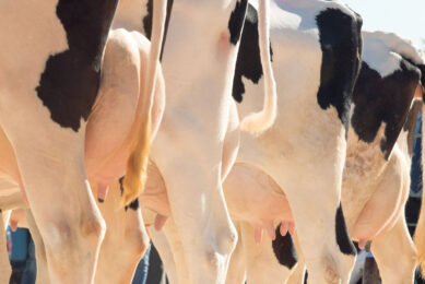 Neolac is an ambitious research and development program to reduce the economic, health and ecological impact of one of the three main breeding pathologies in the dairy sector: udder infections at all physiological stages of the cow. Photo: Canva