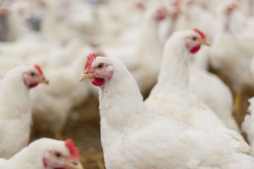 Hens, hens in the farm, hens in the henhouse, rooster, cook. Photo: wikoski