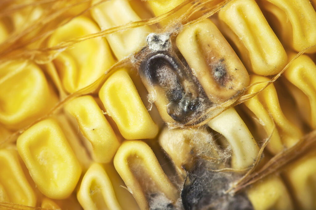 Maize/corn is often supplied to livestock animals as a raw material. Photo: Dreamstime